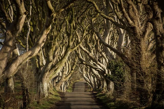 The Dark Hedges were made famous in hit TV series Game of Thrones