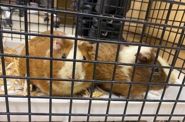 The guinea pigs found by the side of the Damolly Road in Newry