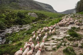 Sheep on the Mourne Mountains may get help from cattle to keep invasive species at bay