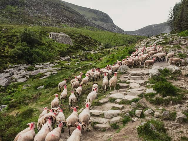 Sheep on the Mourne Mountains may get help from cattle to keep invasive species at bay