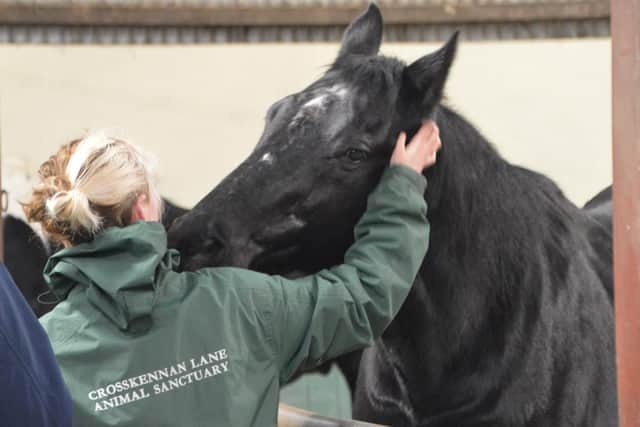 Crosskennan Lane Animal Sanctuary has seen an increase in the number of horses and ponies being taken in due to Covid-related financial hardship.