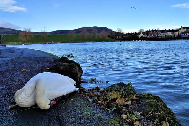 Sick swan at the Waterworks