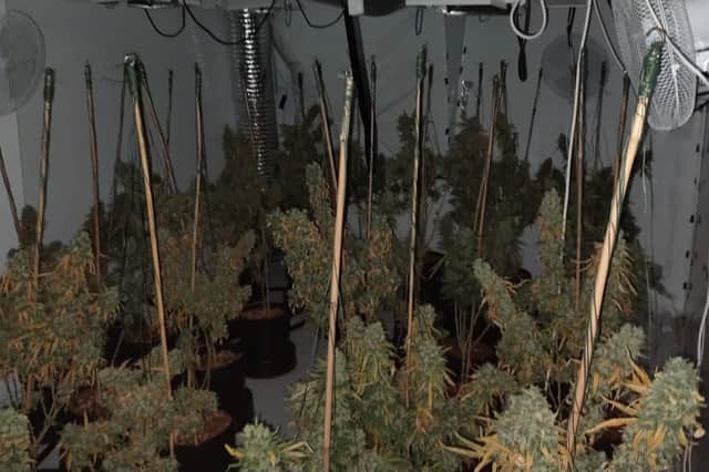 Police image of the cannabis factory discovered in Omagh