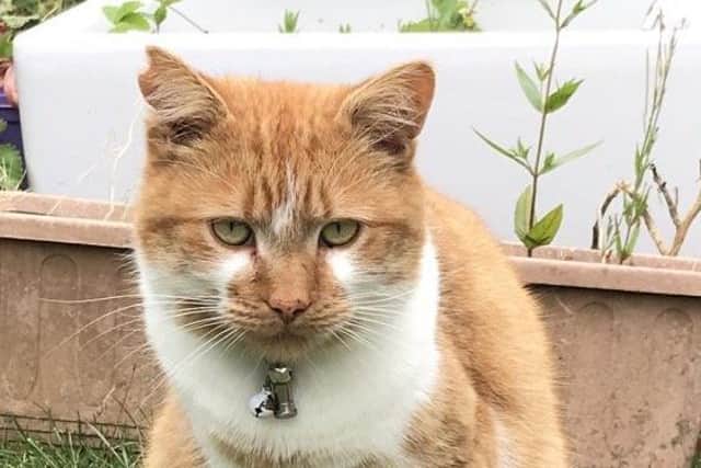Miles the cat went missing at the end of November