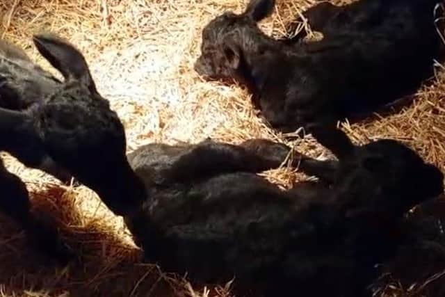 The triplets are finding their feet in their new home