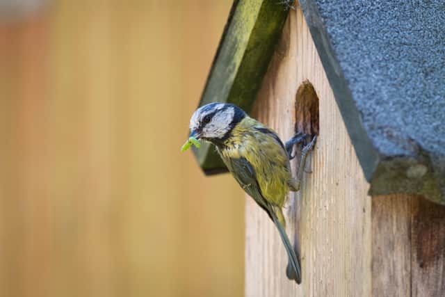 A blue tit on a nestbox.