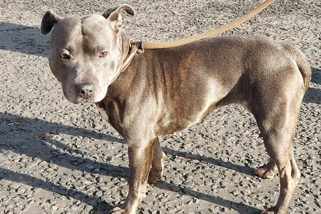 Contact the USPCA if you can give four-year-old Staffordshire Bull Terrier Luna her forever home