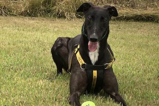 Two-year-old greyhound Tucker is one of the dogs Assisi are trying to find a new home for