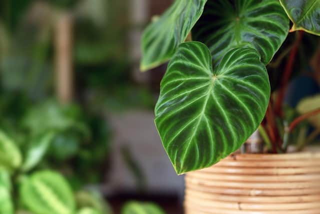 A philodendron