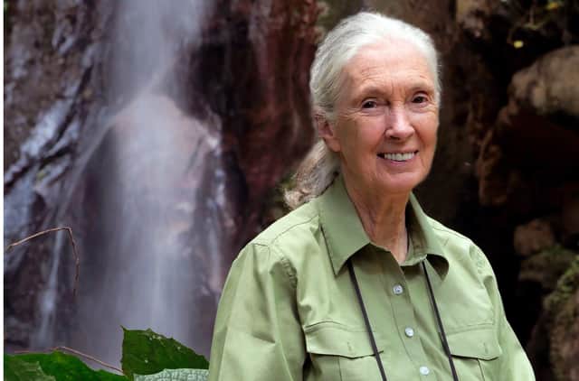 World renowned ethologist and activist Dr Jane Goodall DBE
