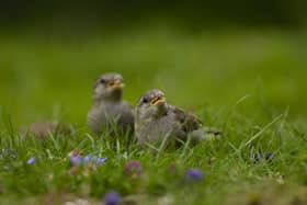 House sparrow Passer domesticus, young birds feeding on garden lawn.
