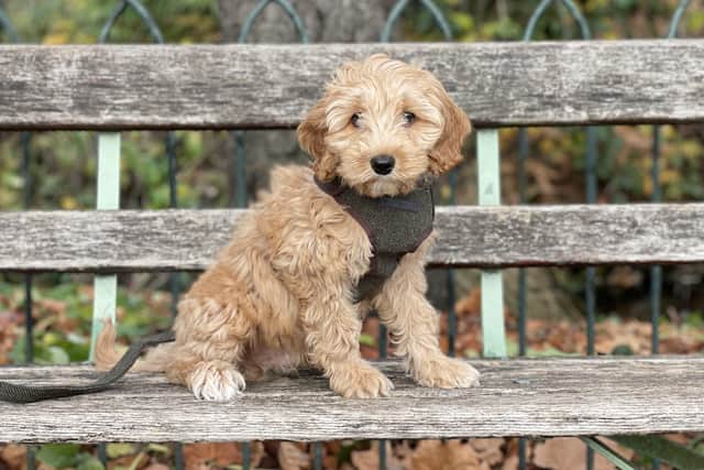 The Royal Veterinary College (RVC) is calling on puppy owners from Northern Ireland to take part in a national online survey