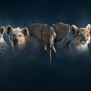 Cheetah, hyena, elephant and puma