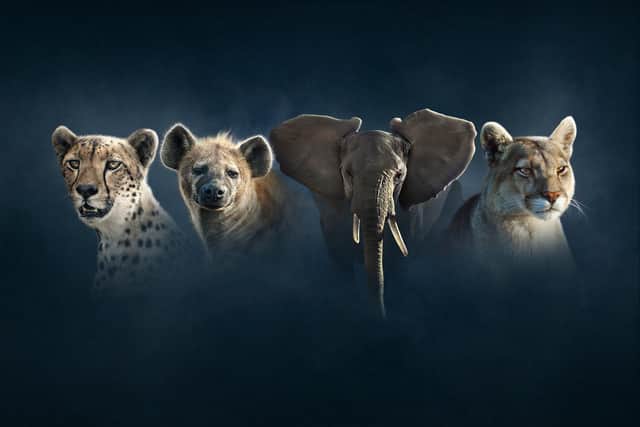 Cheetah, hyena, elephant and puma