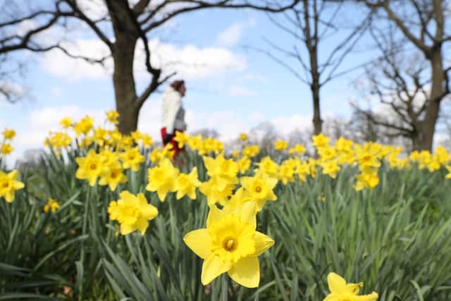 Tiptoeing through the tulips at Malone House. Pic by Press Eye Northern Ireland