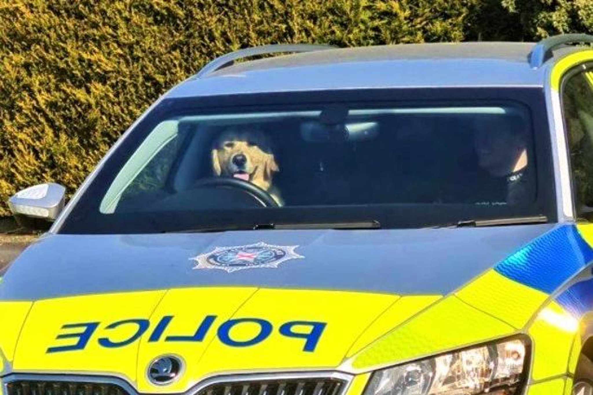 Dog detained 'on motoring offences' say PSNI in spoof arrest posting