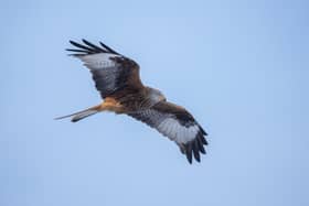 The iconic Red Kite