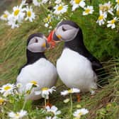 The first puffins have landed back at the RSPB’s Rathlin West Light Seabird centre