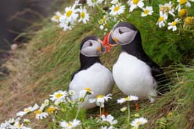 The first puffins have landed back at the RSPB’s Rathlin West Light Seabird centre