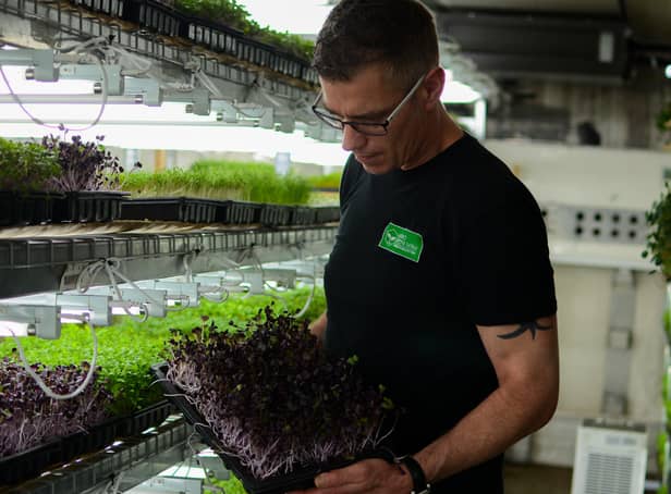 Stuart checking his microgreens at the plant in Portadown