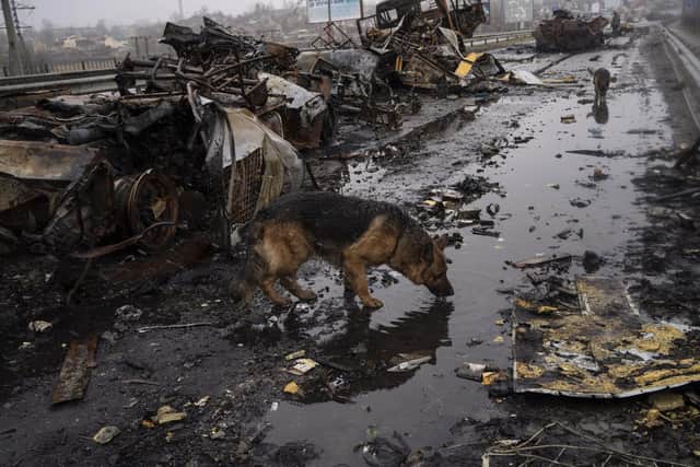 A dog drinks water next to destroyed Russian armor vehicles in Bucha, Ukraine, Sunday, April 3, 2022. (AP Photo/Rodrigo Abd)