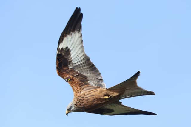 Red Kite by Mike McLaughlin