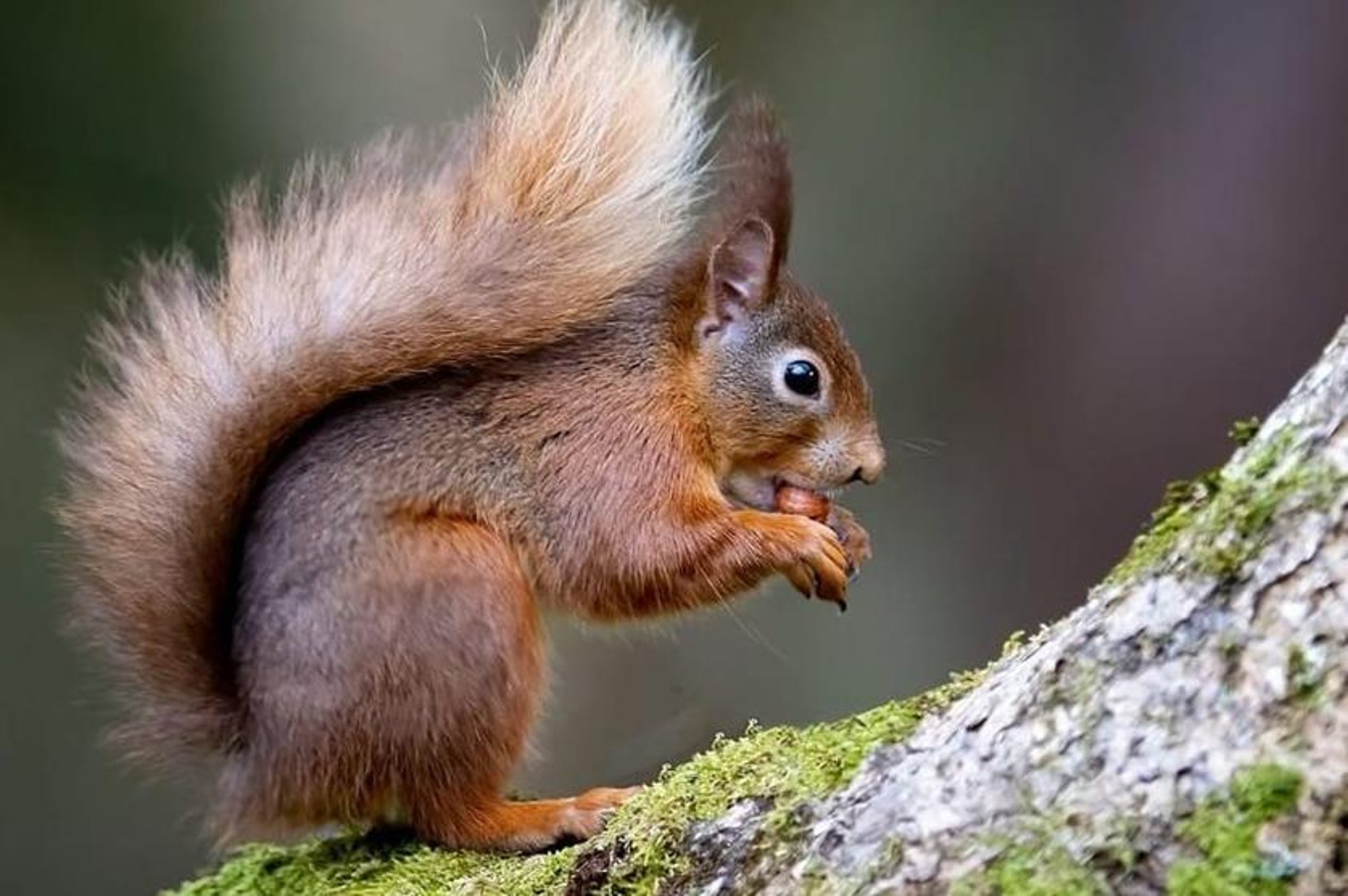 NI public asked to play a role in seeing red ... squirrels and kites