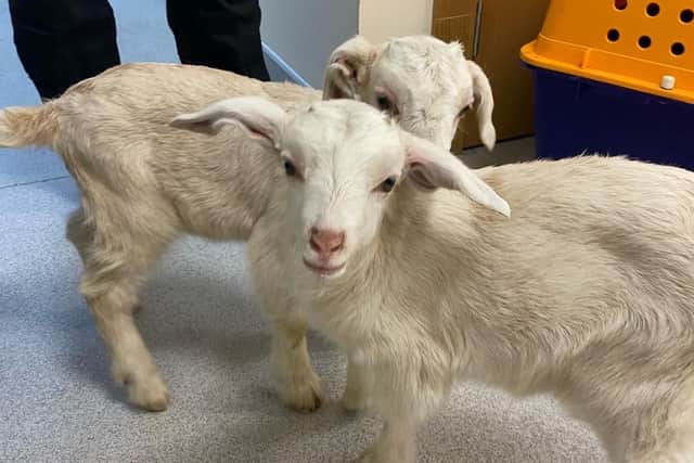 Baby goats rescued from a ditch outside Dromara
