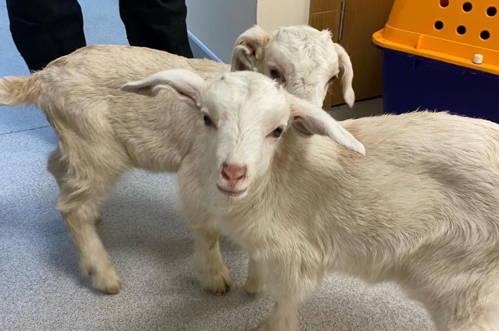 Baby goats abandoned in a ditch on rural lane at only two-weeks-old  