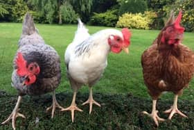 The UFU has warned that the war in Ukraine has caused energy and feed prices to surge for chicken farmers.