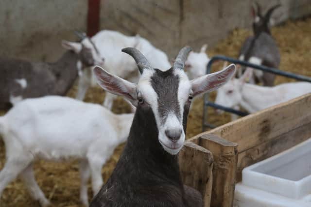 Ballygammon Farm in Ballycastle rears goats and veal