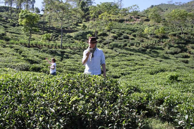 Tea being grown in Kenya