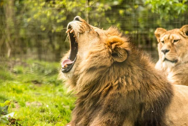 A lion at Belfast Zoo