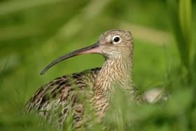 The Eurasian Curlew