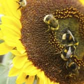 Buff-tailed bumblebee Bombus terrestris, adults feeding on sunflower