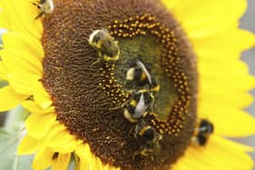 Buff-tailed bumblebee Bombus terrestris, adults feeding on sunflower