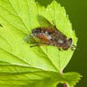 Horseflies dislike the scent of peppermint, eucalyptus, lavender, clove, rosemary and basil.