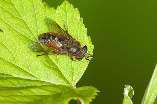Horseflies dislike the scent of peppermint, eucalyptus, lavender, clove, rosemary and basil.