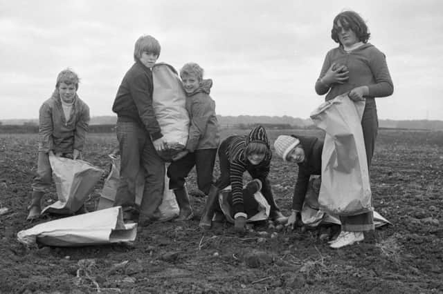 Potato pickers  in 1979