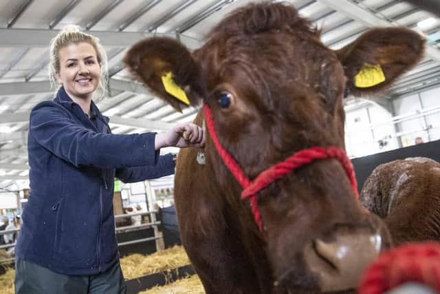 Leanne Greene prepares cattle at Balmoral Show which runs from Wednesday until Saturday this week .Pic Steven McAuley/McAuley Multimedia