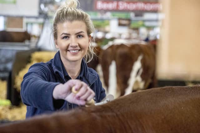Leanne Greene prepares cattle at Balmoral Show which runs from Wednesday until Saturday this week. Pic Steven McAuley/McAuley Multimedia