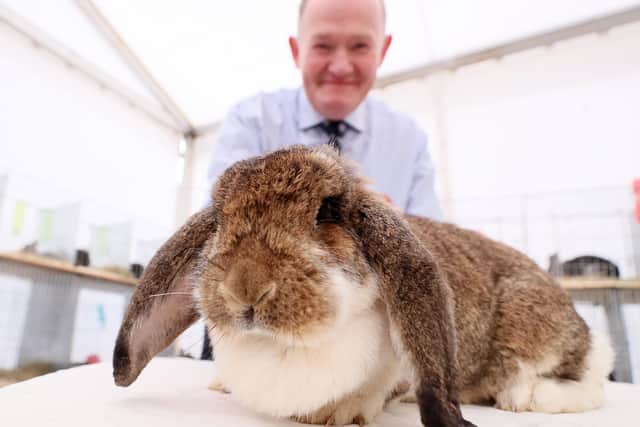 Andrew Bingham with his French Lop doe Daffeny at the 2022 Balmoral Show.


Picture by Jonathan Porter/PressEye
