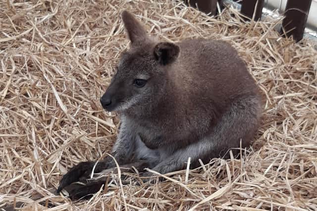 An historic day, as kangaroos make their first appearance at the Balmoral Show, thanks to owner Richard Beattie of Glenpark Estate near Omagh.