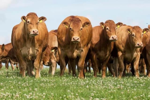 Limousin cattle only arrived in the UK in significant numbers in 1971, but are now the UK’s number one beef breed (picture from British Limousin Cattle Society)
