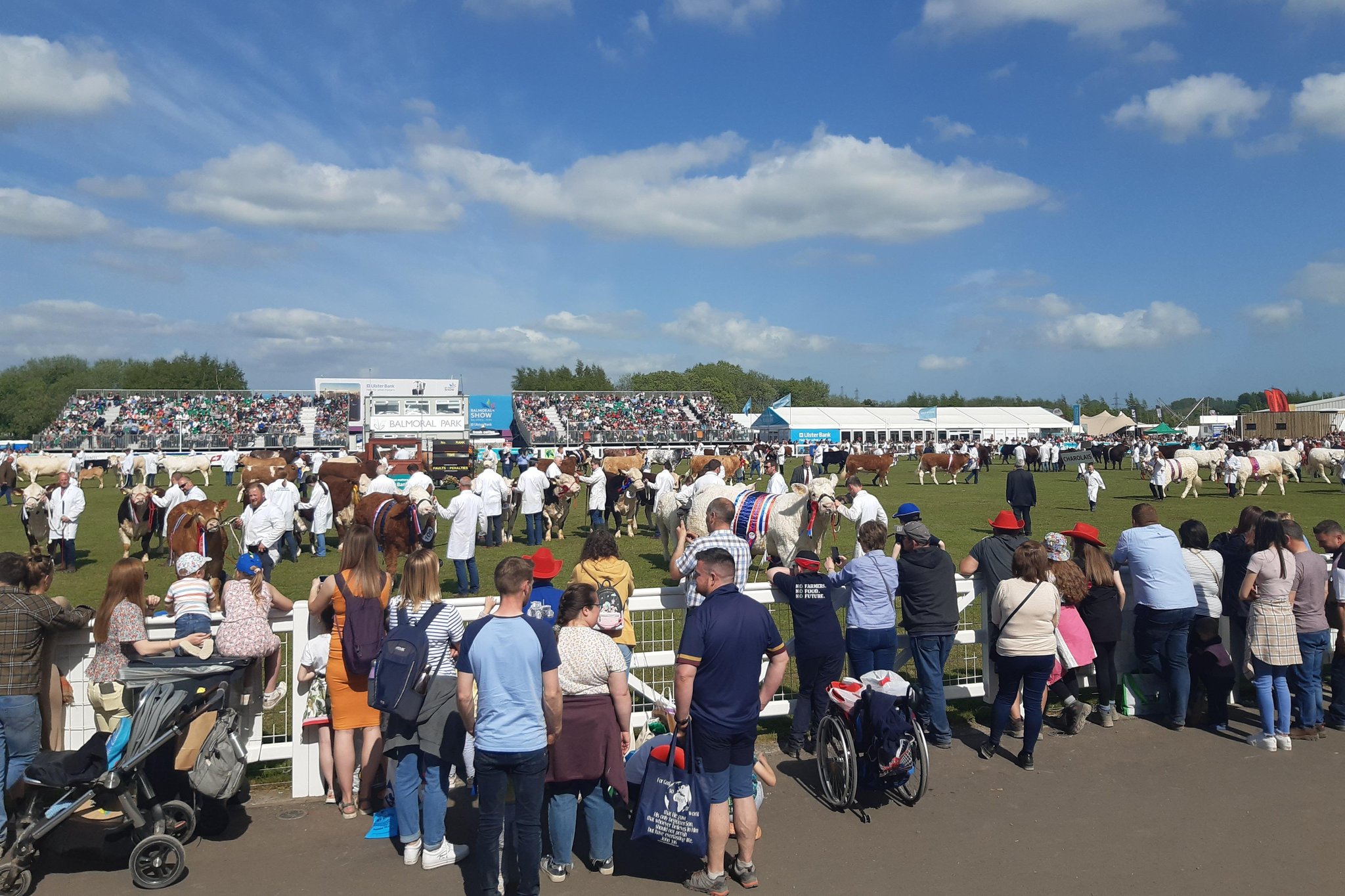 Video: Cattle parade Balmoral Show 2022