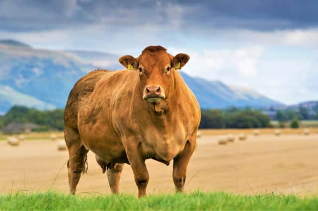 A limousin cow - now the dominant UK beef breed