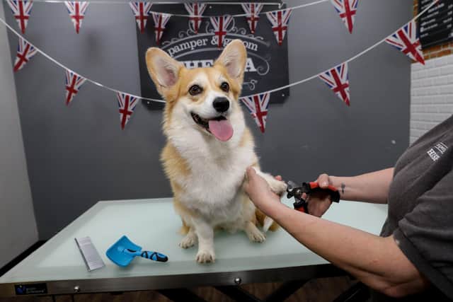 Lily, the Corgi who featured in Netflix hit 'The Crown', receiving her free groom at Jollyes