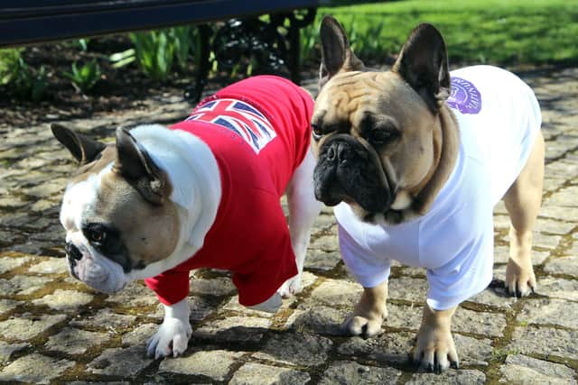 Urban Pup launches exclusive range of clothing for dogs
