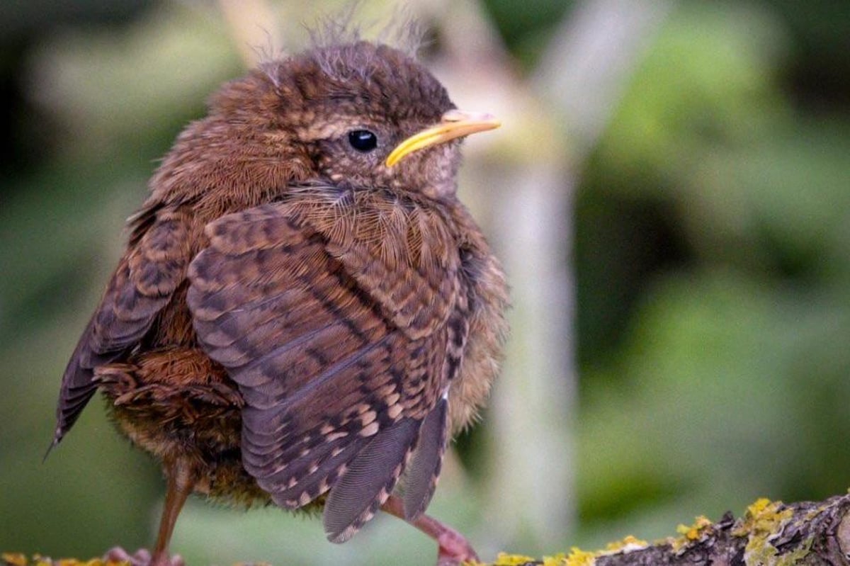 RSPB NI on what to do if you find a baby bird