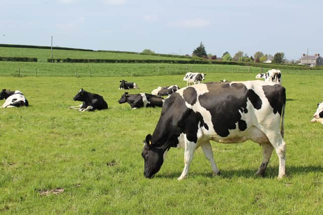 Ballylisk of Armagh cheese is sourced from dairy cows on the family farm